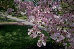 spring blossoms on campus